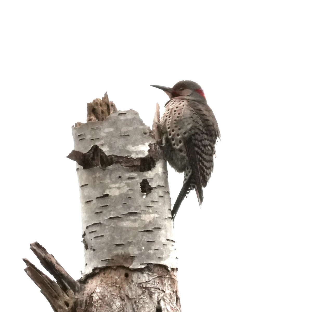 Northern Flicker - ML645137357