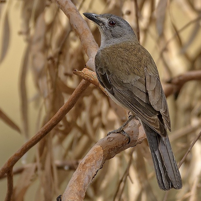 Gray Shrikethrush - ML645137359