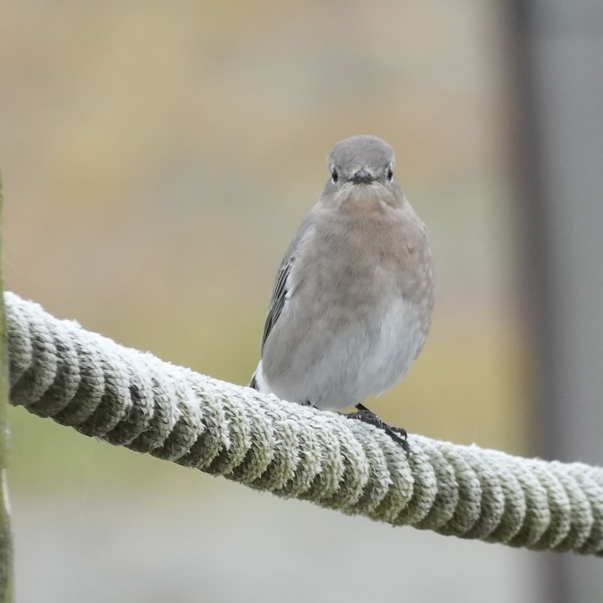 Mountain Bluebird - ML645137372