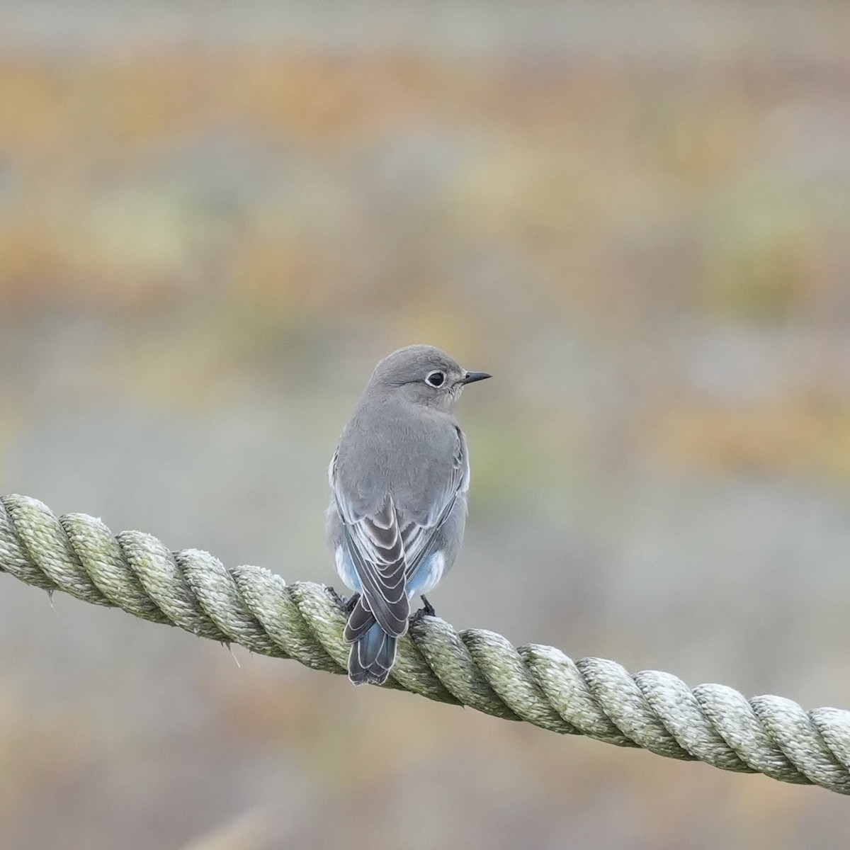 Mountain Bluebird - ML645137383