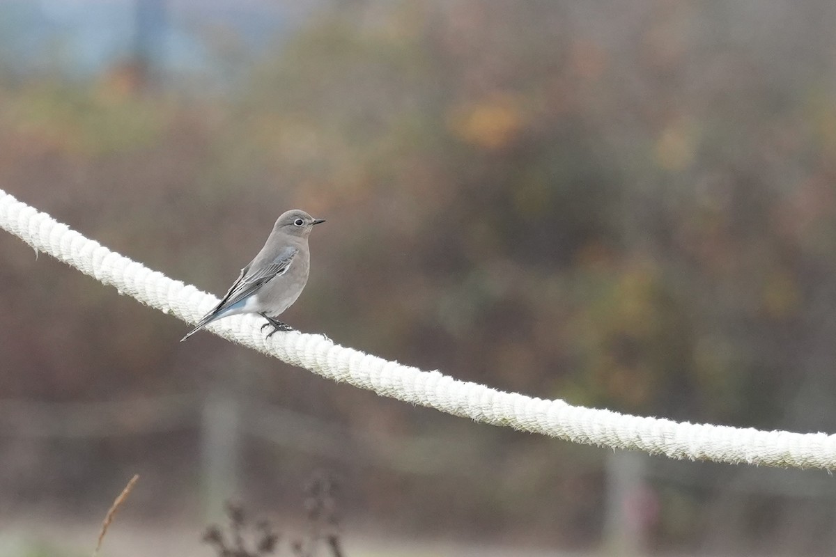 Mountain Bluebird - ML645137387
