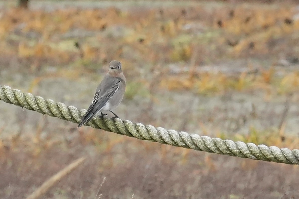 Mountain Bluebird - ML645137394