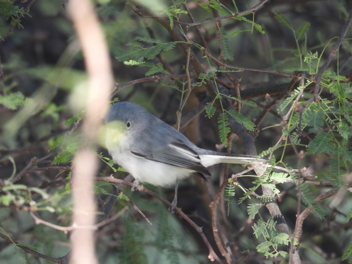 Голубая комароловка - ML645137406