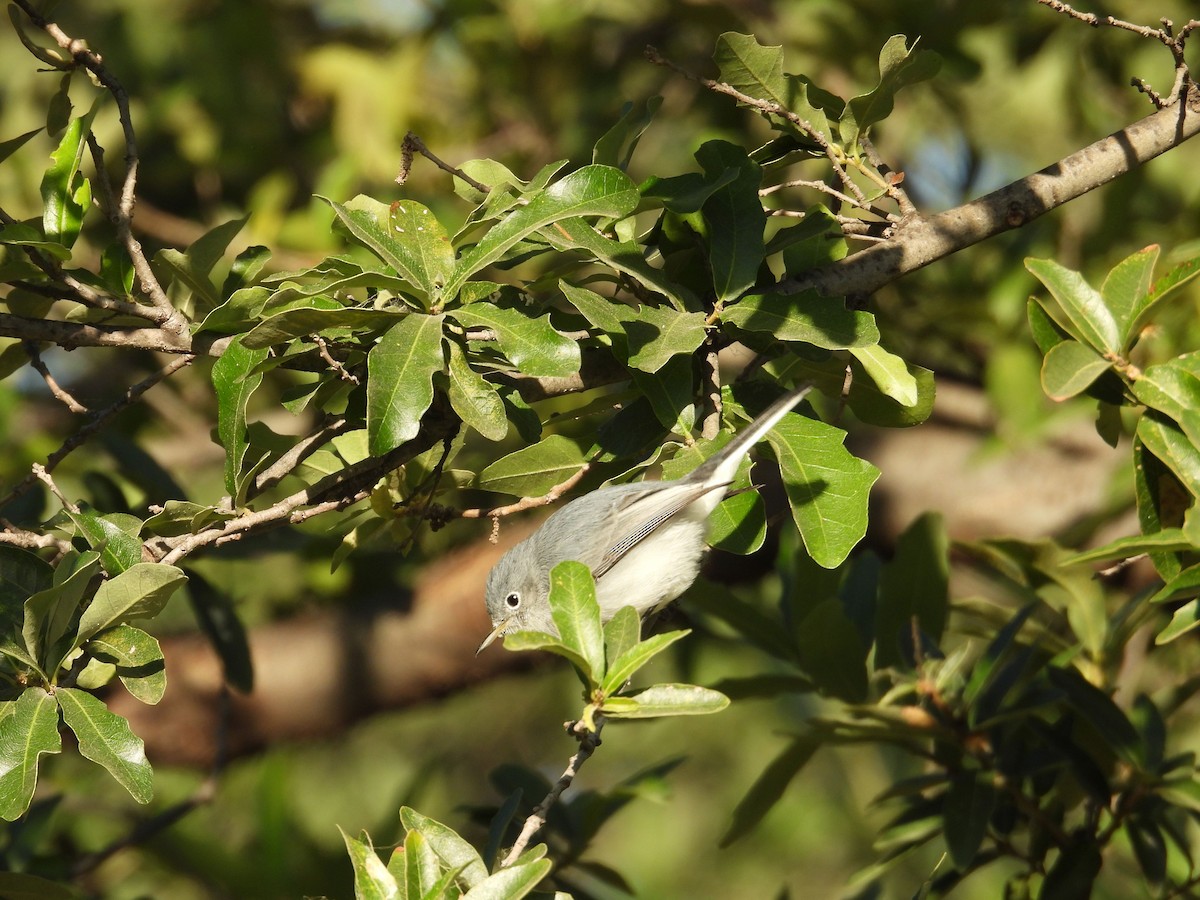 Perlita Grisilla - ML645137408