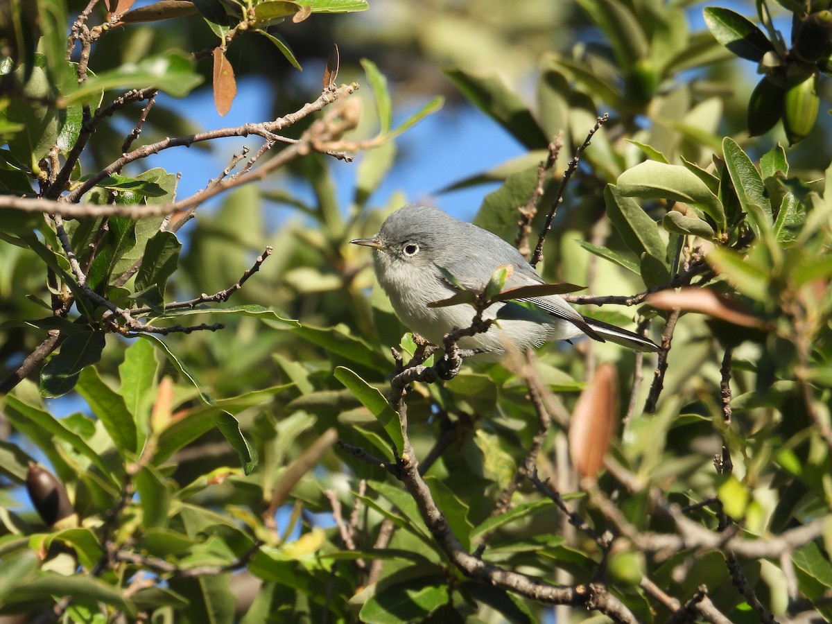 Голубая комароловка - ML645137409