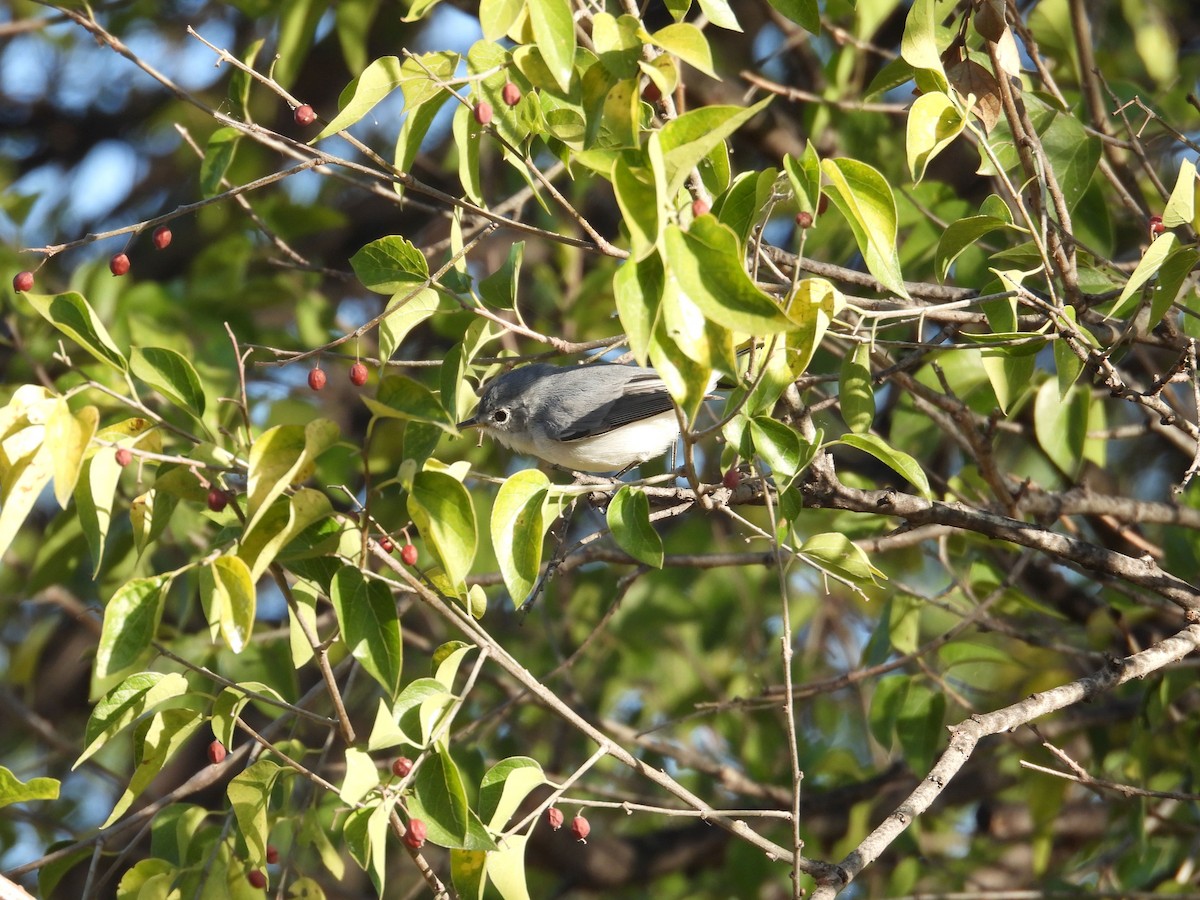 Perlita Grisilla - ML645137410