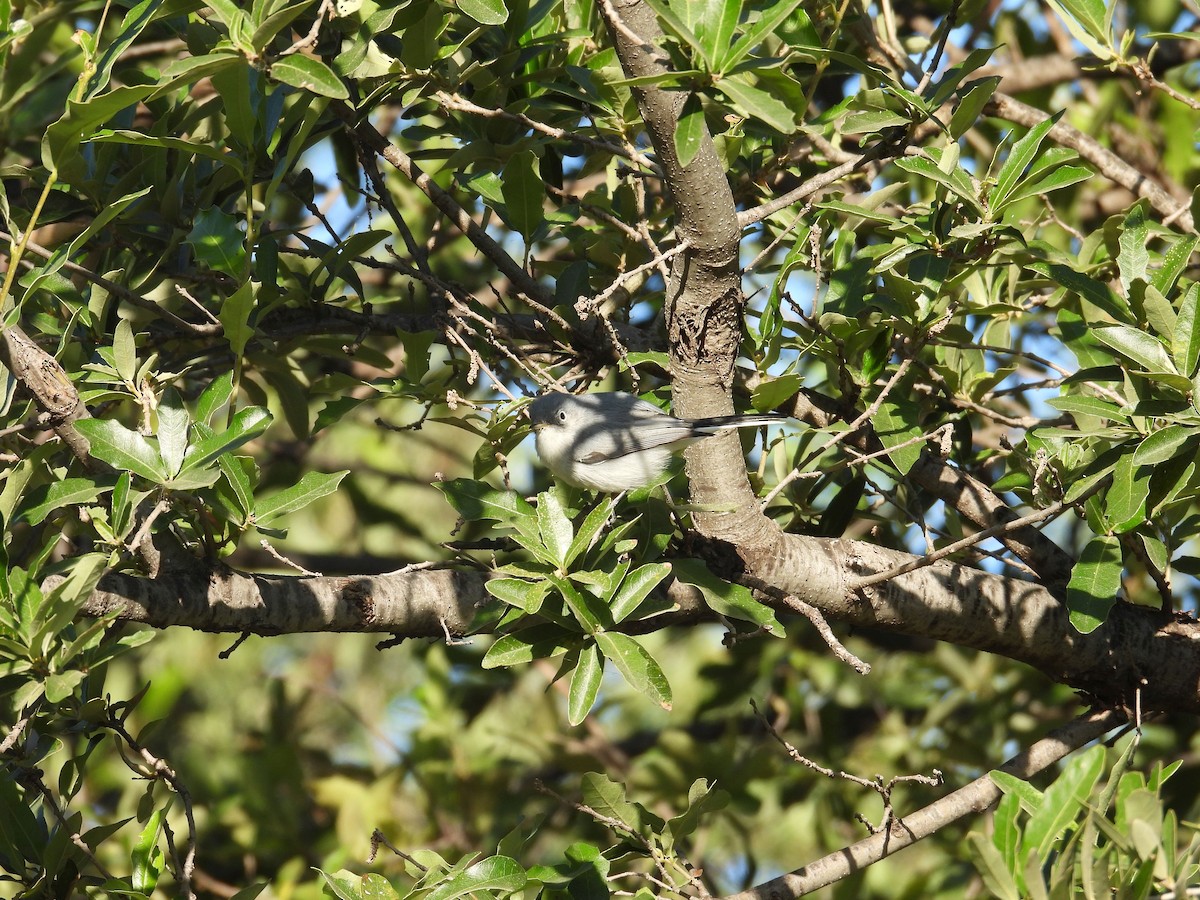 Perlita Grisilla - ML645137411