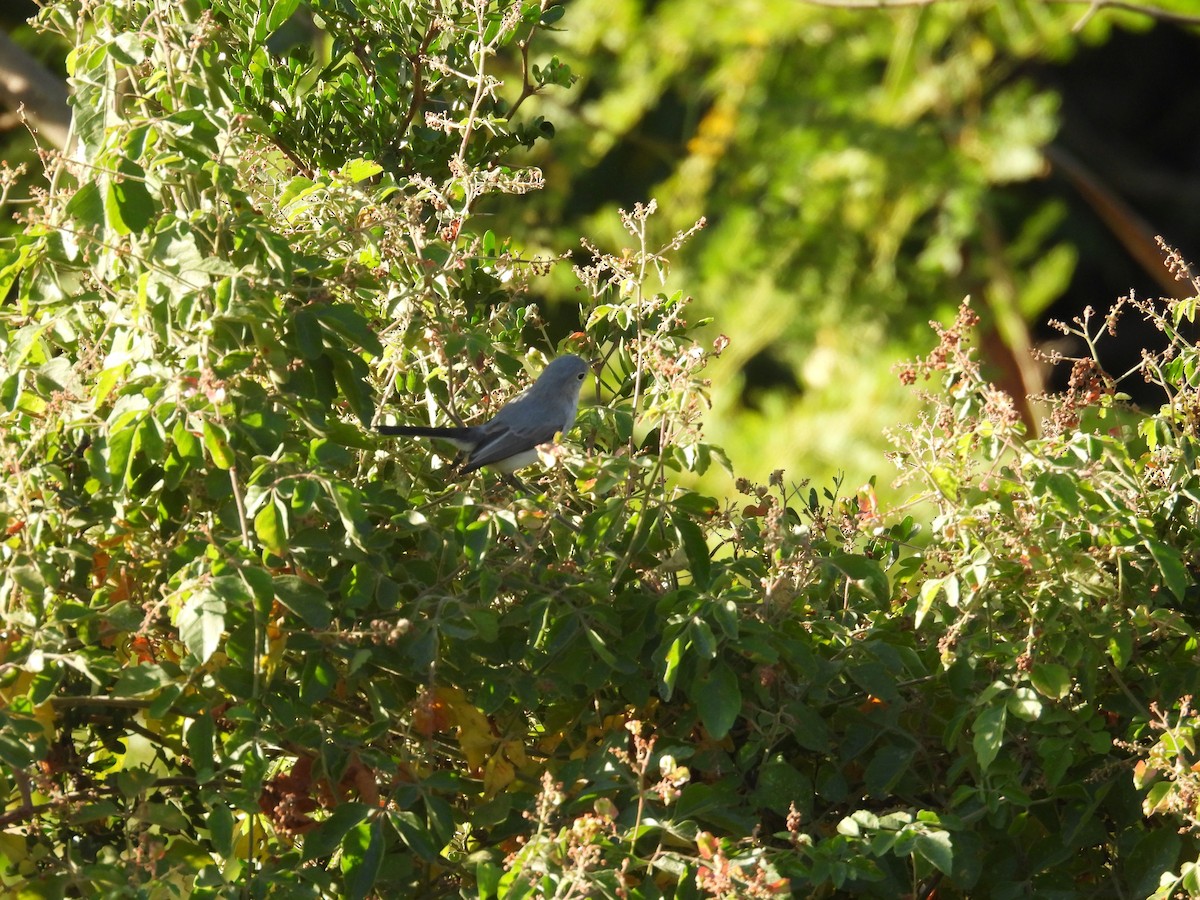 Perlita Grisilla - ML645137412