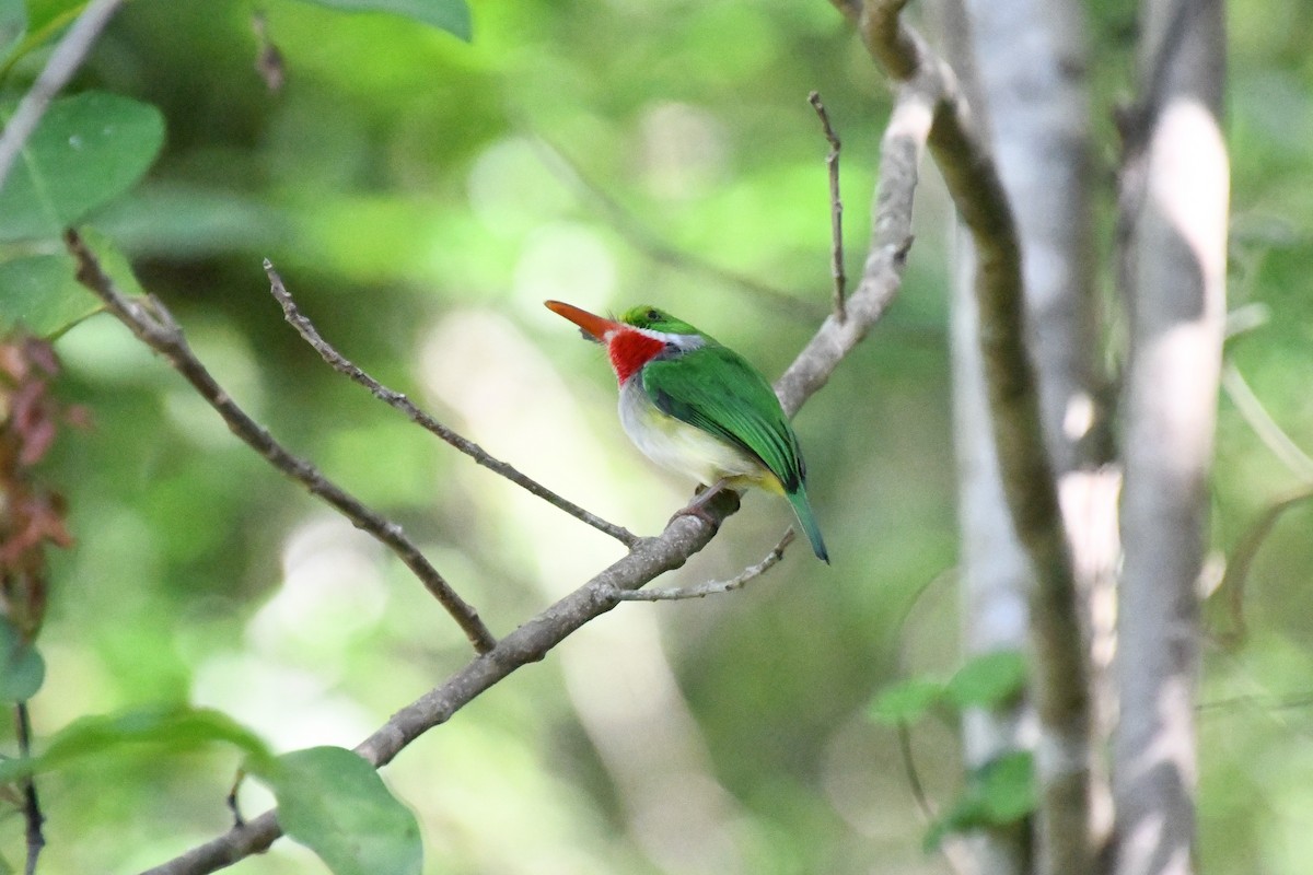 Barrancolí Puertorriqueño - ML645137414