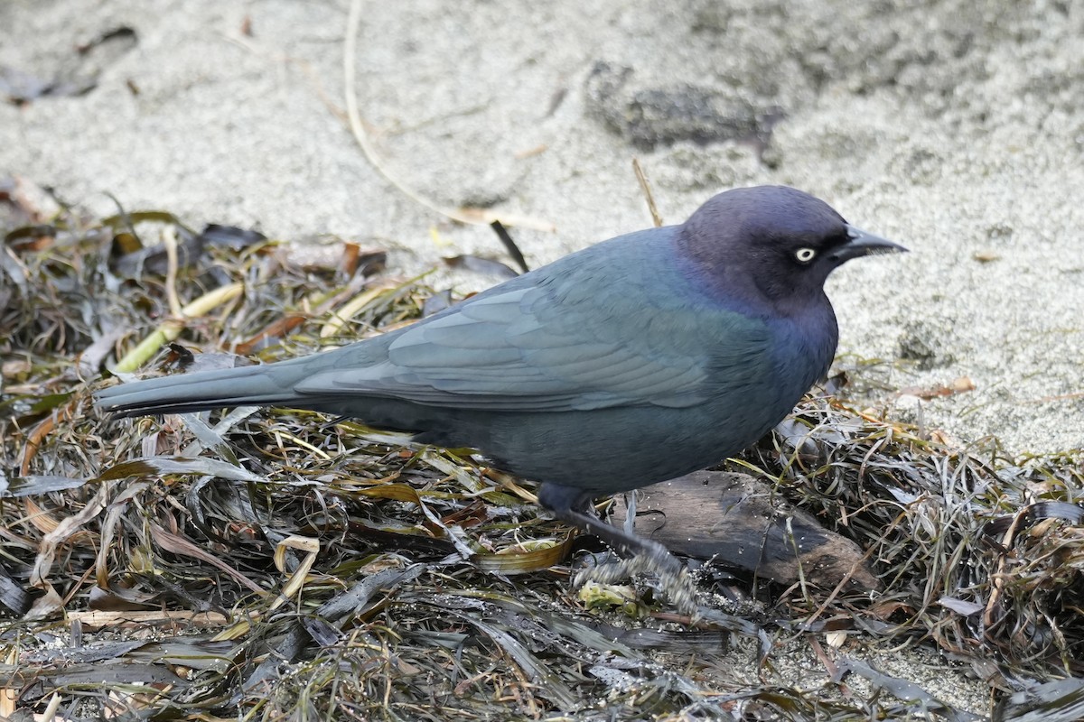 Zanate de Brewer - ML645137415