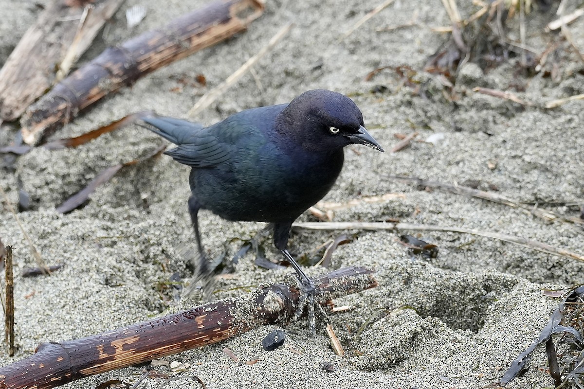 Zanate de Brewer - ML645137416