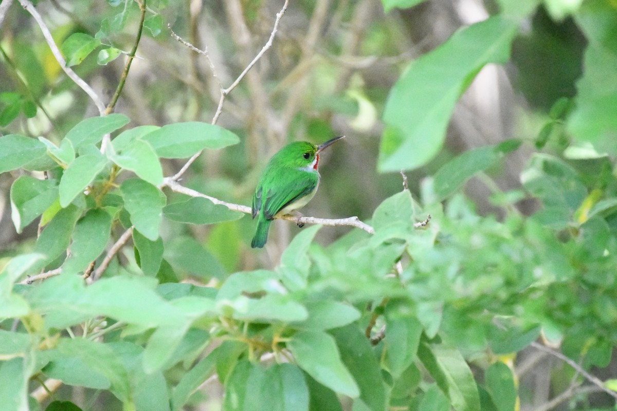 Barrancolí Puertorriqueño - ML645137417