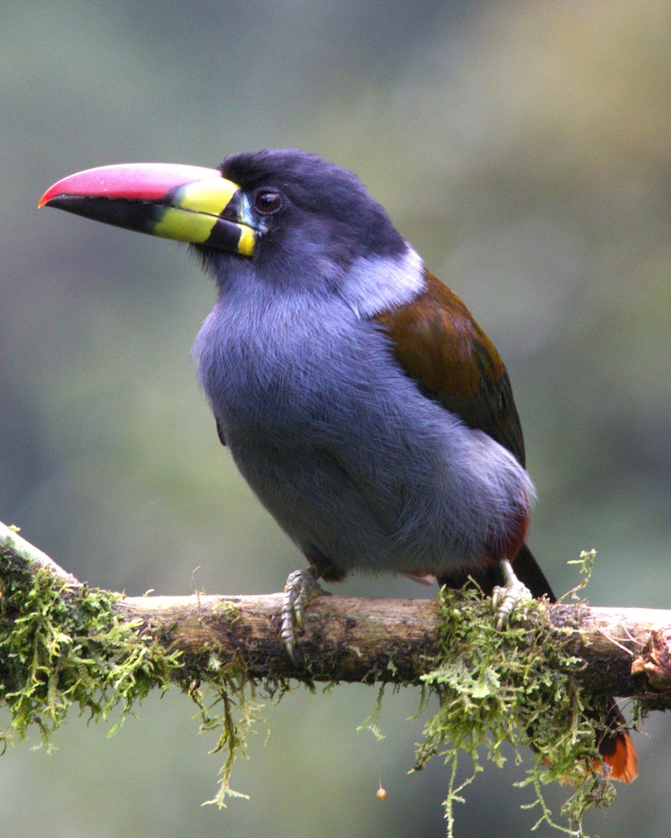 Tucán Pechigrís - ML645137418