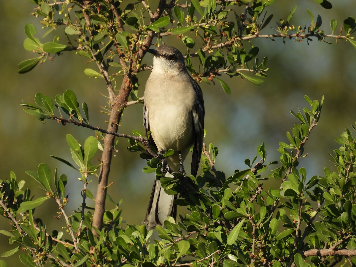 Sinsonte Norteño - ML645137419