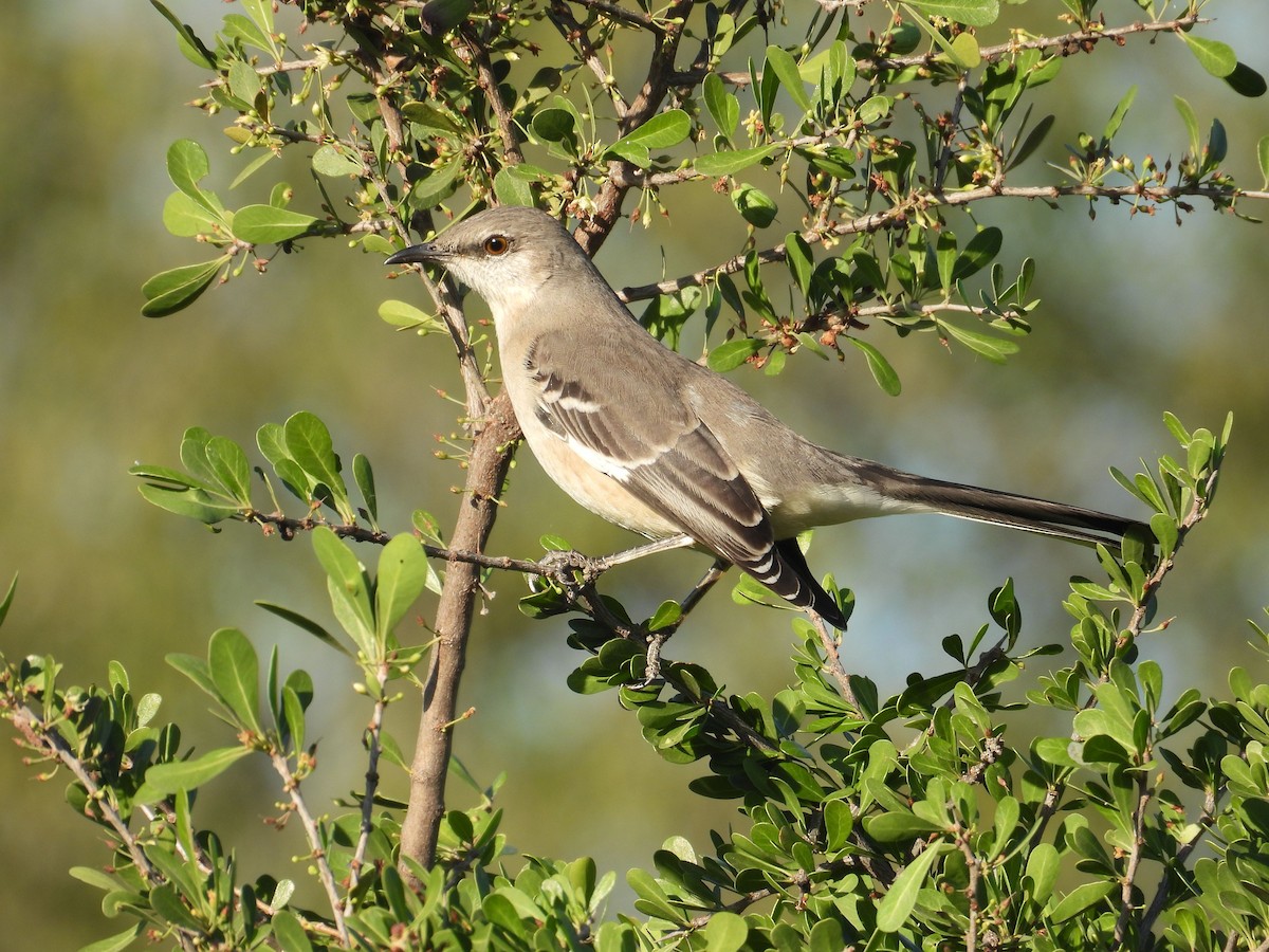 Sinsonte Norteño - ML645137420