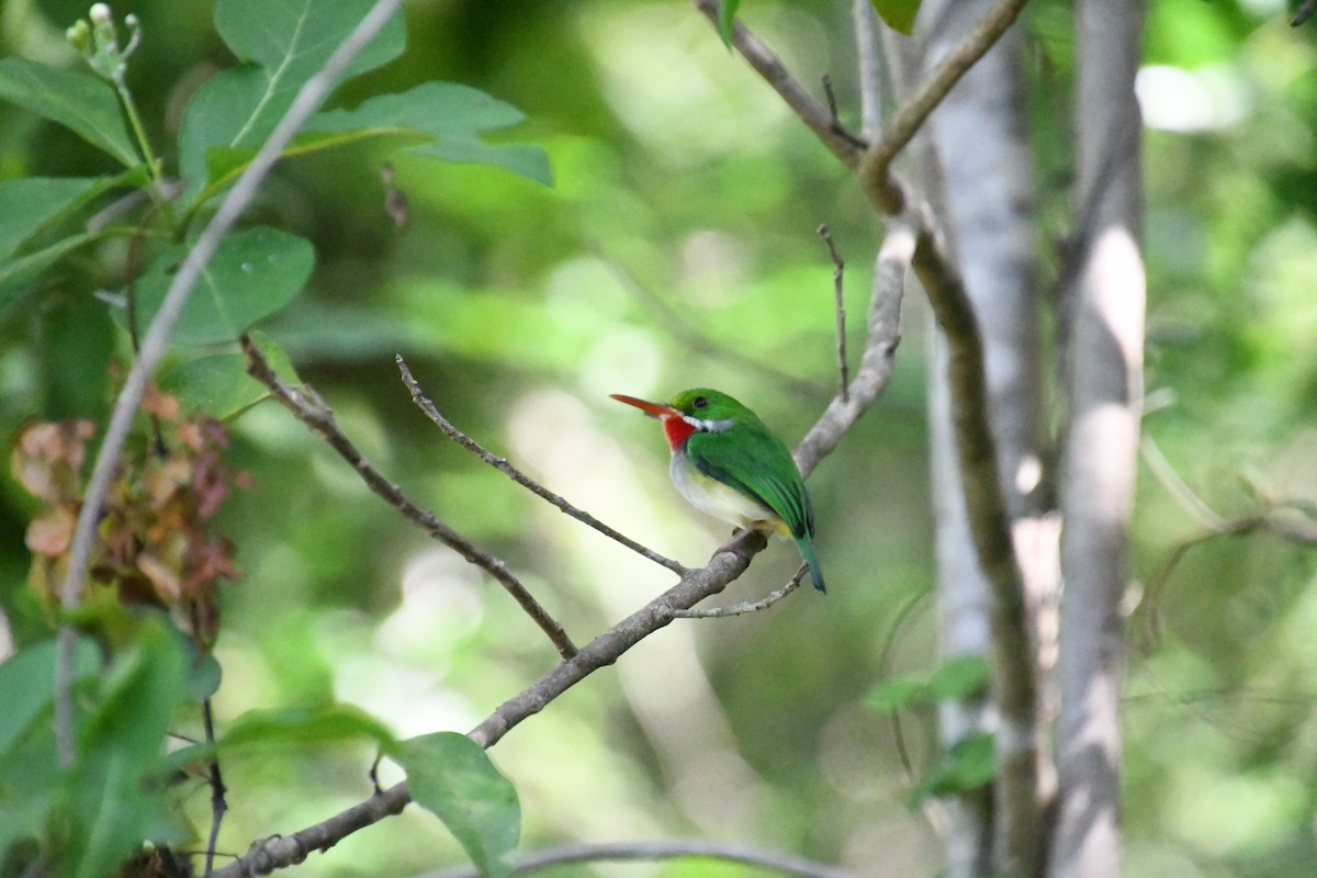 Barrancolí Puertorriqueño - ML645137424