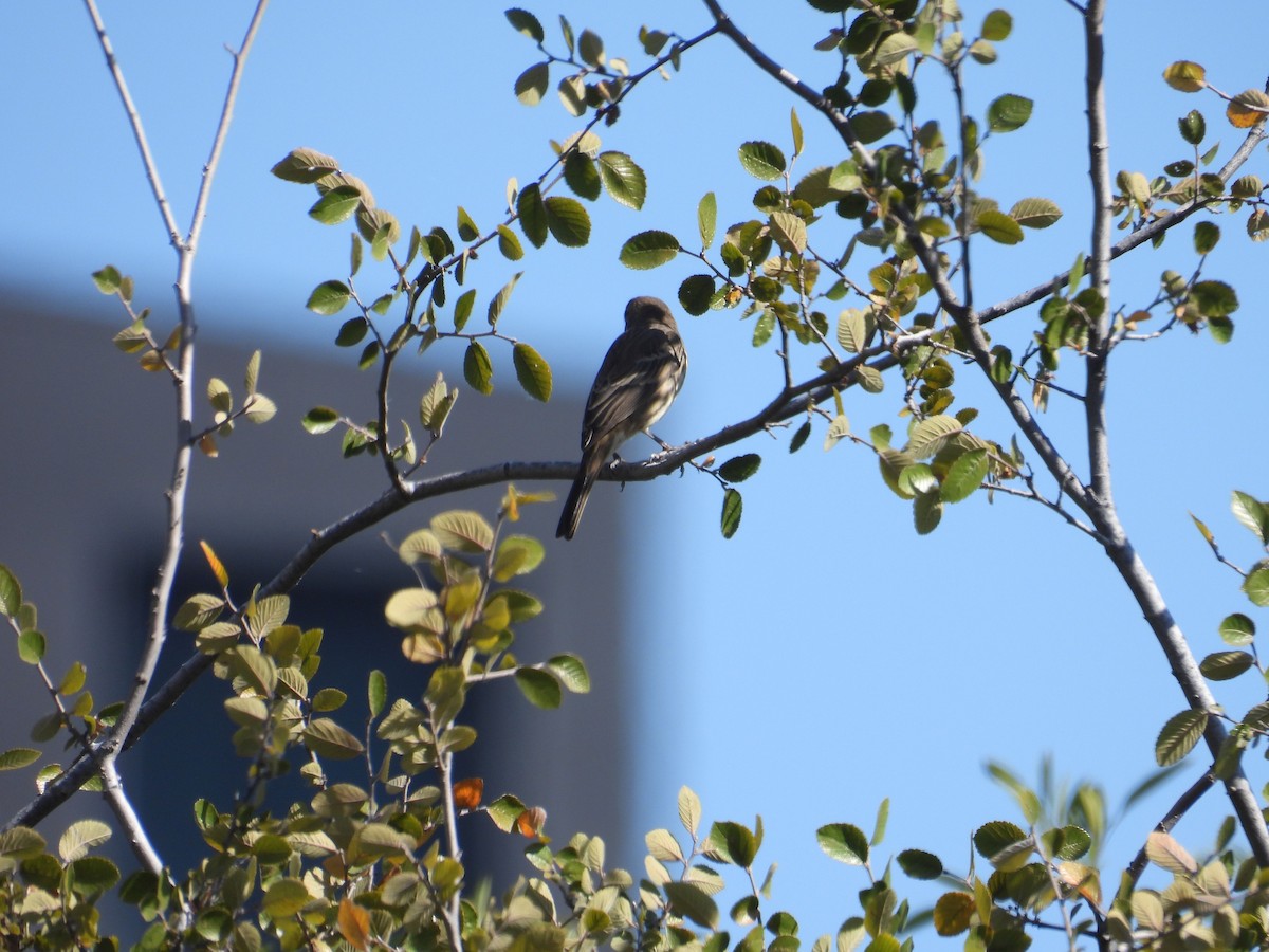 Camachuelo Mexicano - ML645137425