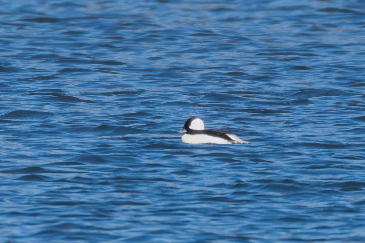 Porrón Albeola - ML645137427