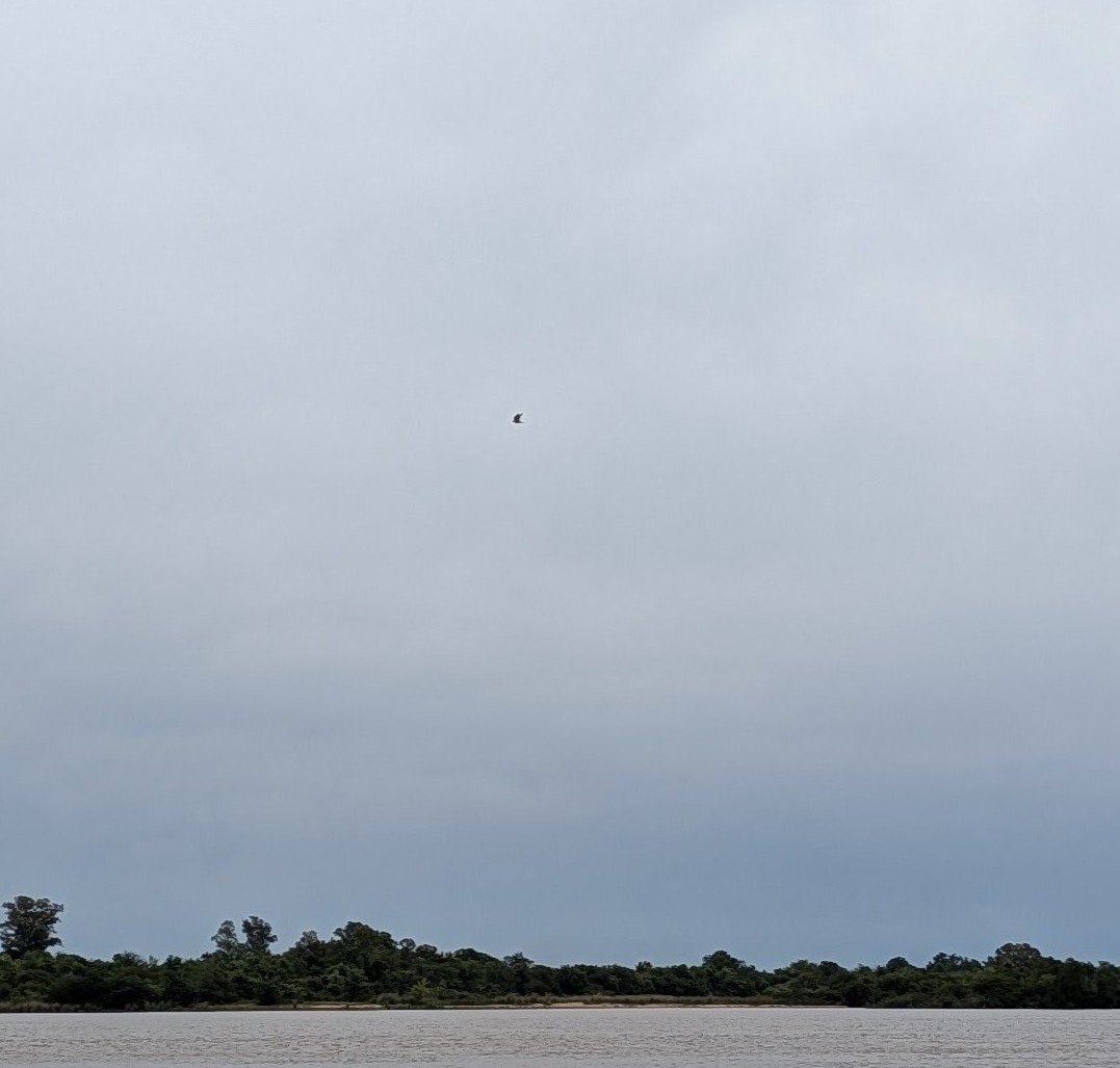 Halcón Peregrino - ML645137430