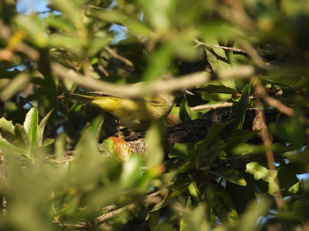 Reinita Coroninaranja - ML645137437