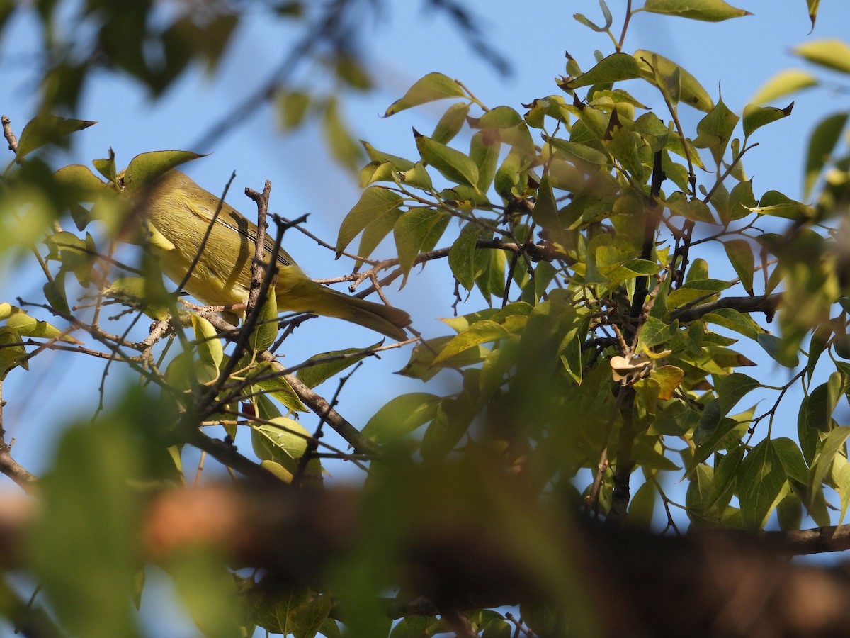 Reinita Coroninaranja - ML645137438