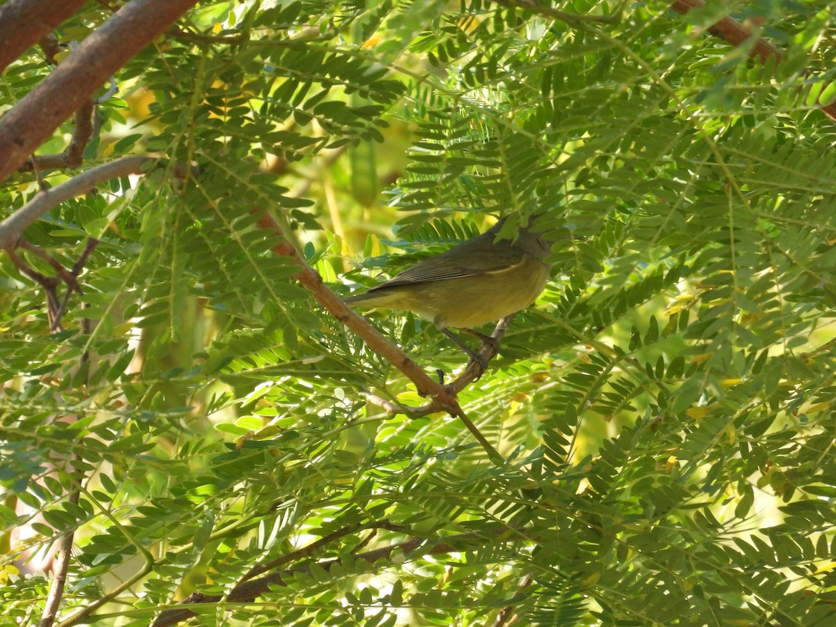 Reinita Coroninaranja - ML645137439