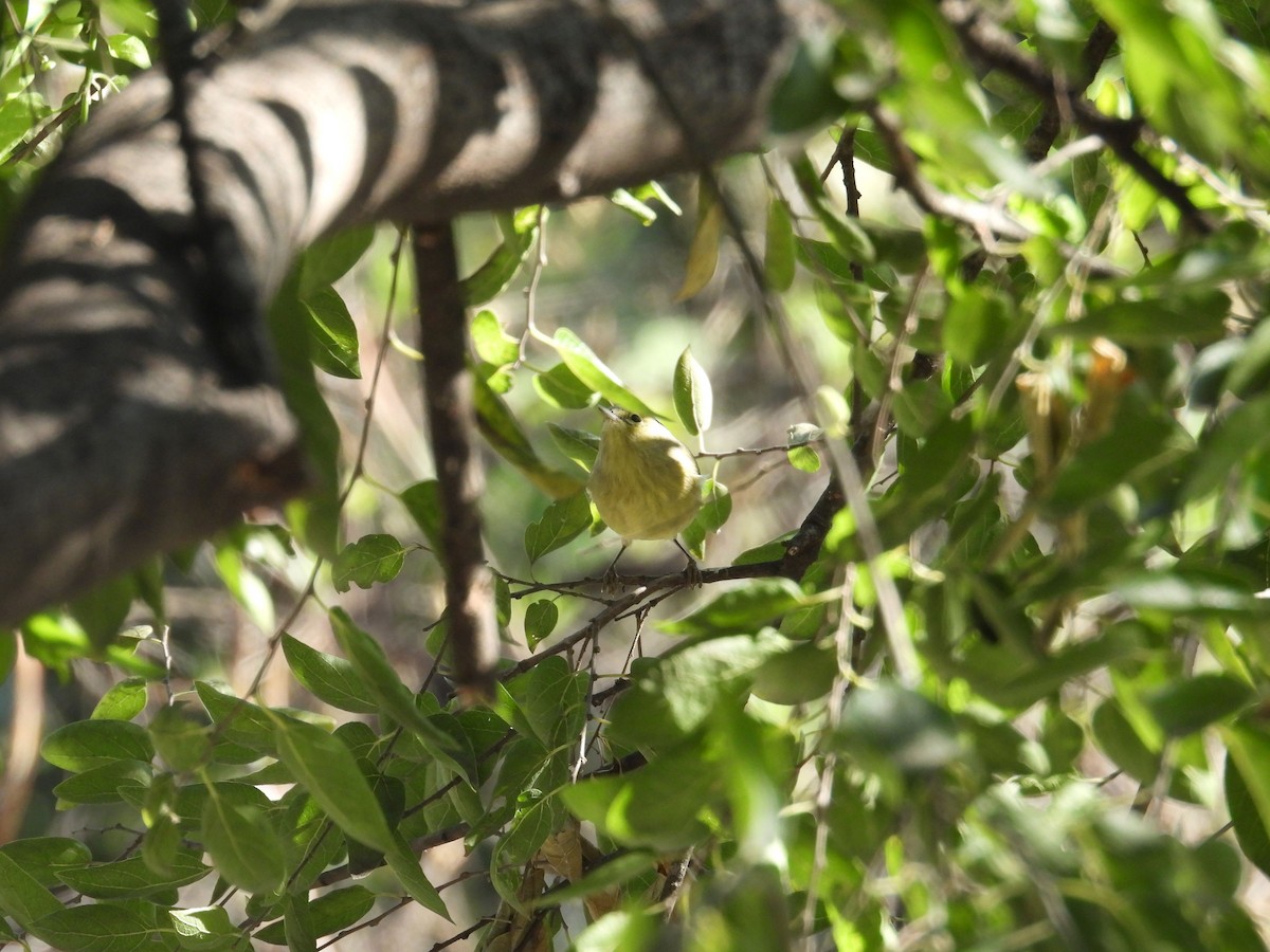 Reinita Coroninaranja - ML645137440