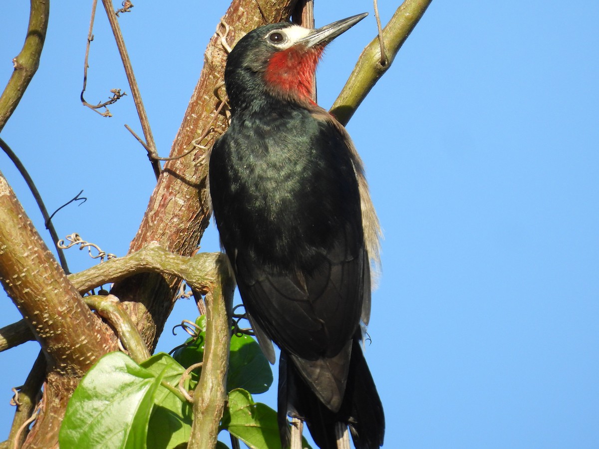 Carpintero Puertorriqueño - ML645137441