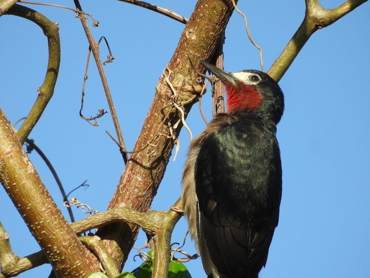 Carpintero Puertorriqueño - ML645137442