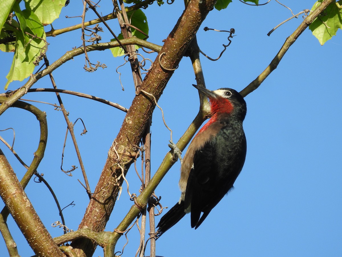 Carpintero Puertorriqueño - ML645137443