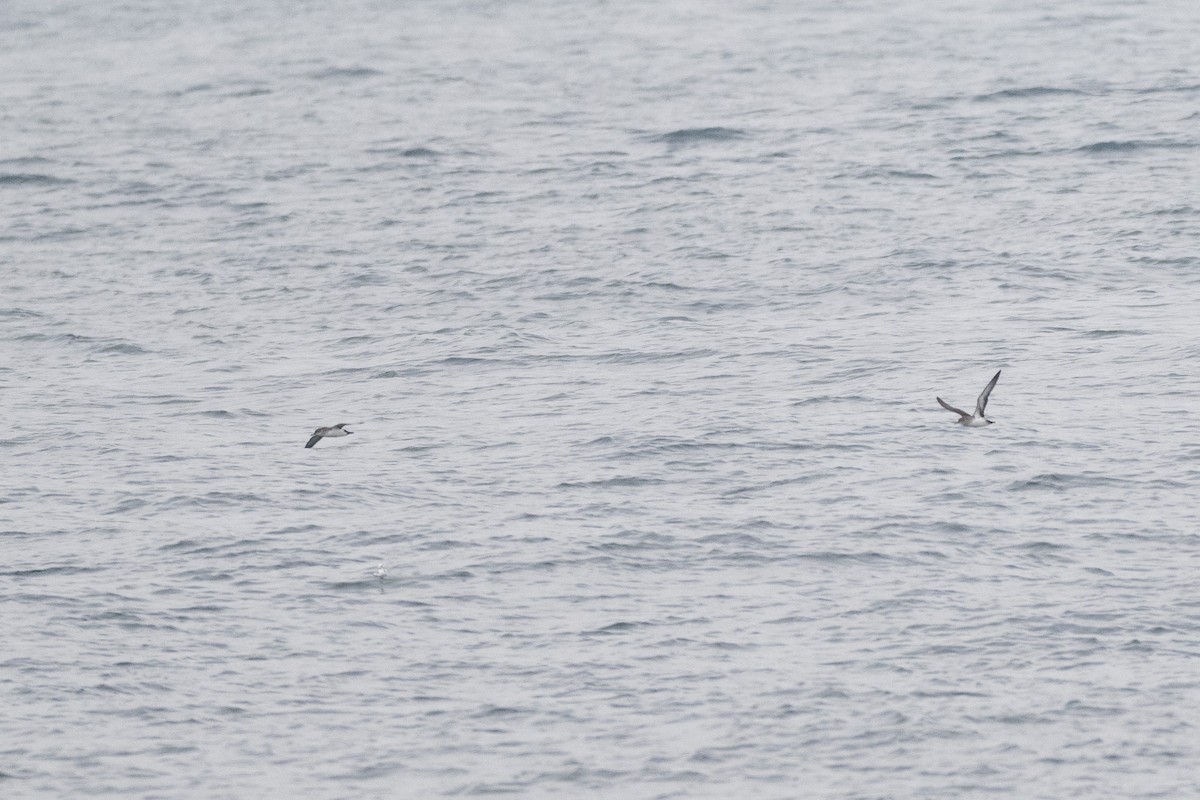 Pardela Culinegra - ML645137446