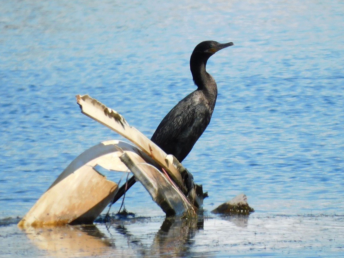 Cormorán Biguá - ML645137448