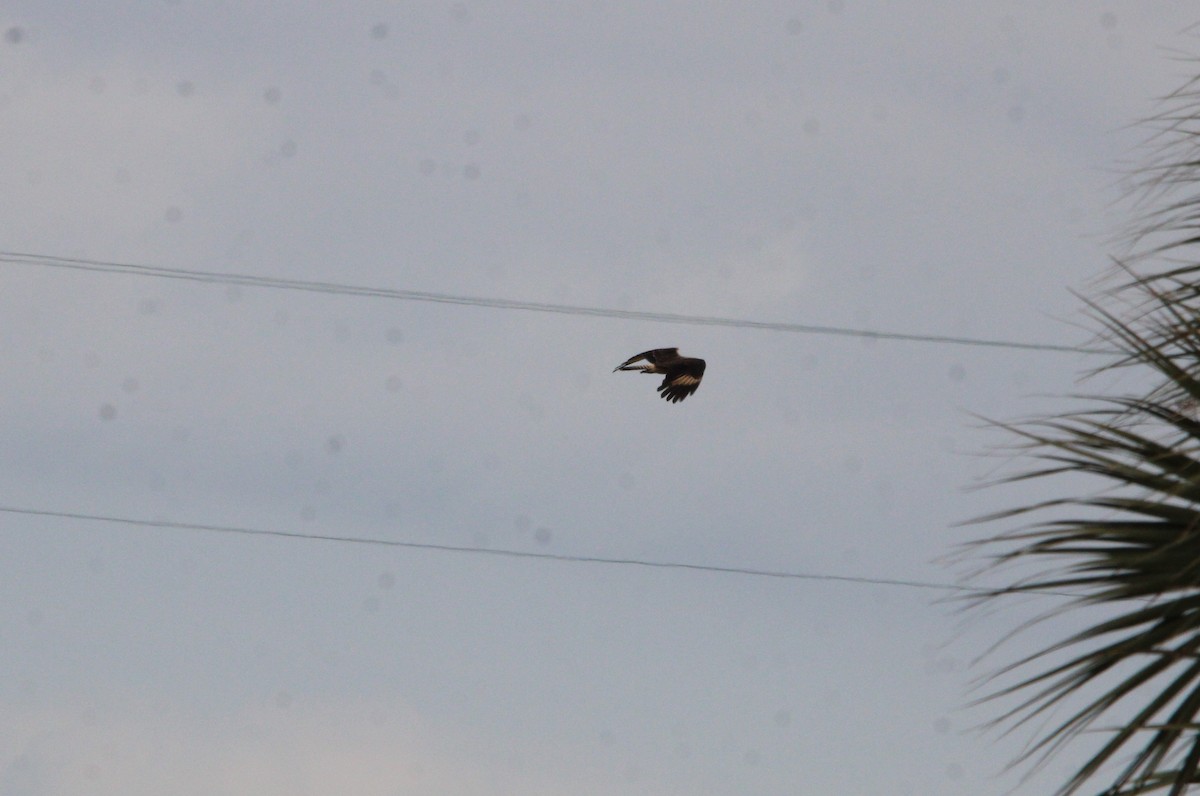 Yellow-headed Caracara - ML645137454