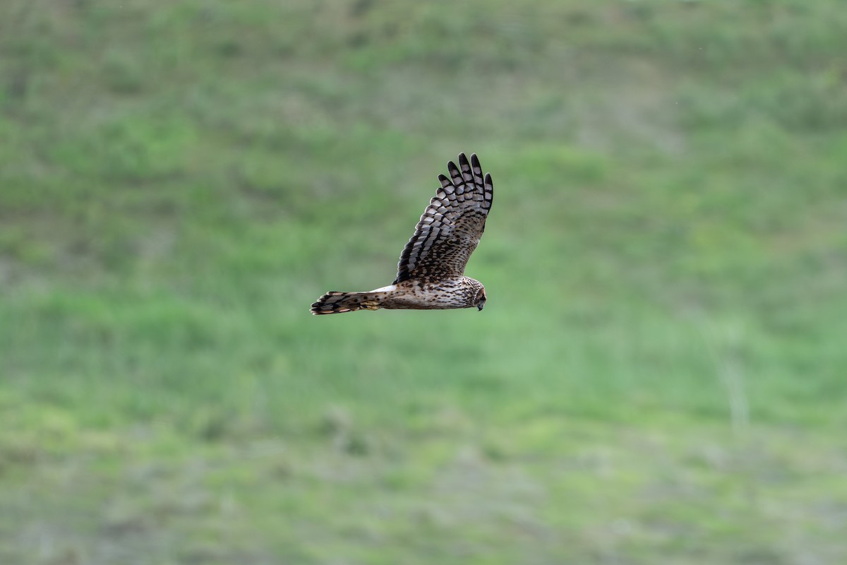Northern Harrier - ML645137471