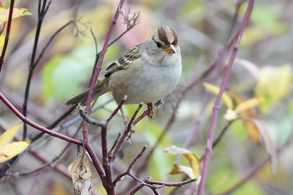 White-crowned Sparrow - ML645137482