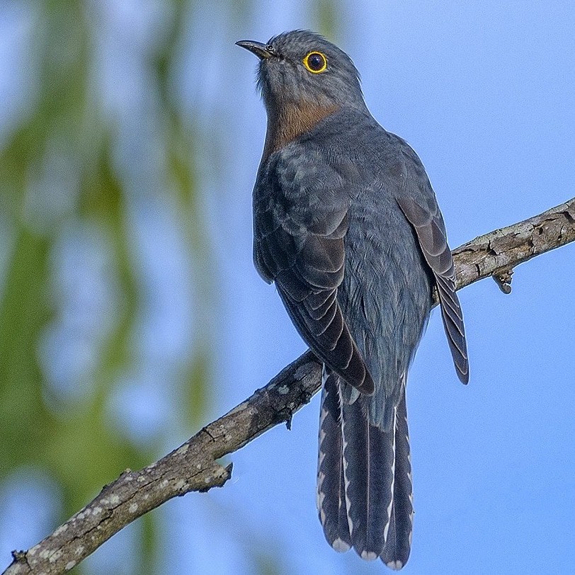 Fan-tailed Cuckoo - ML645137483