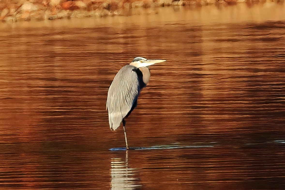 Amerika Gri Balıkçılı - ML645137487