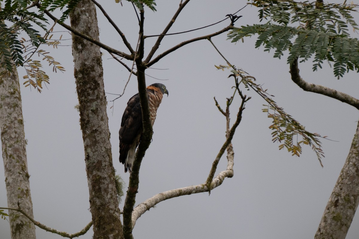 hákozobec neotropický - ML645137515