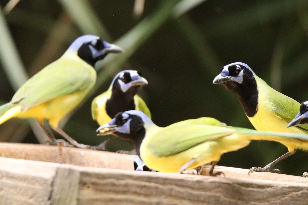 Yeşil Karga - ML645137526