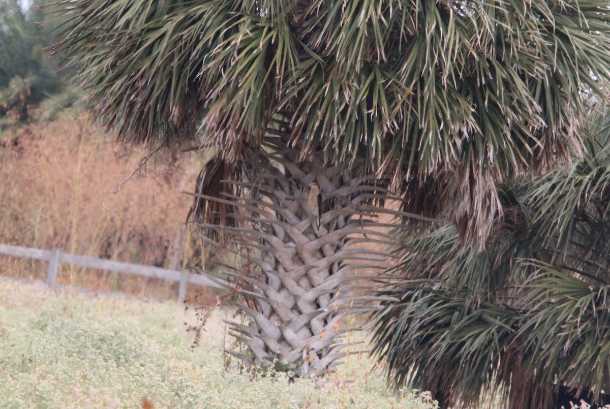 Yellow-headed Caracara - ML645137537