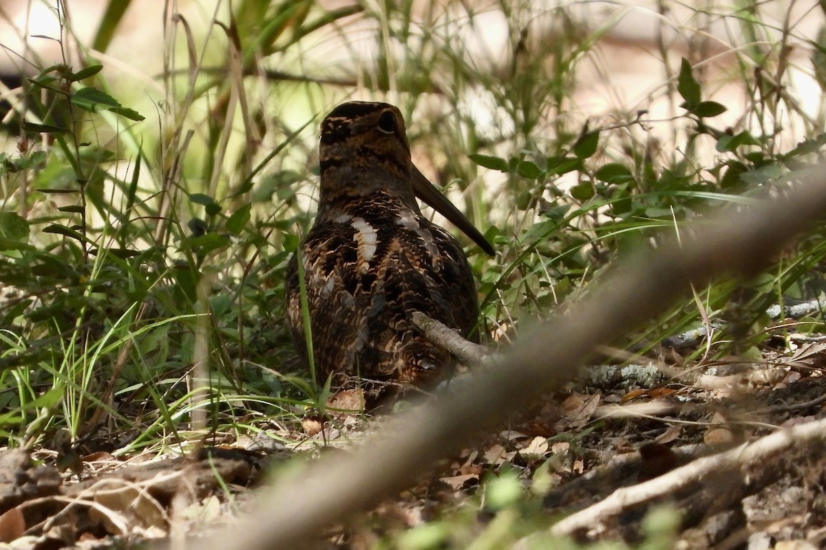 American Woodcock - ML645137615