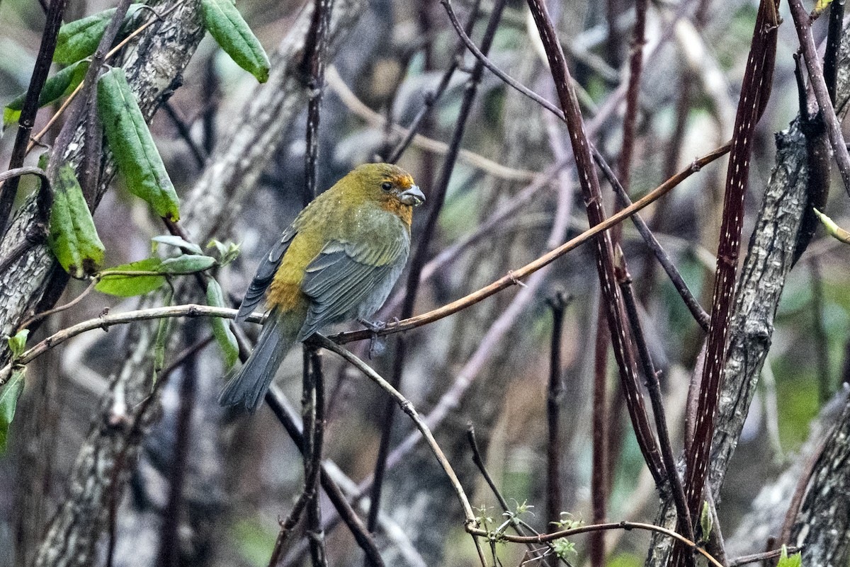 Rhododendrongimpel - ML645137617