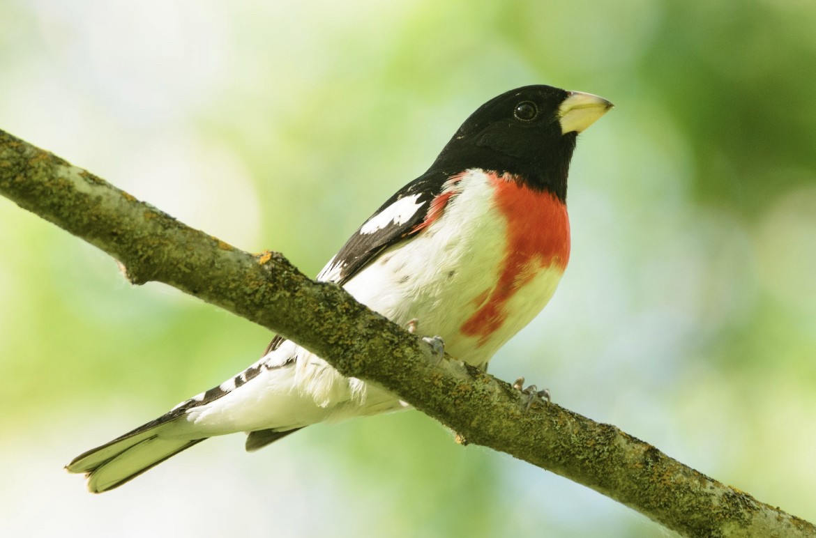 Rose-breasted Grosbeak - ML645137618