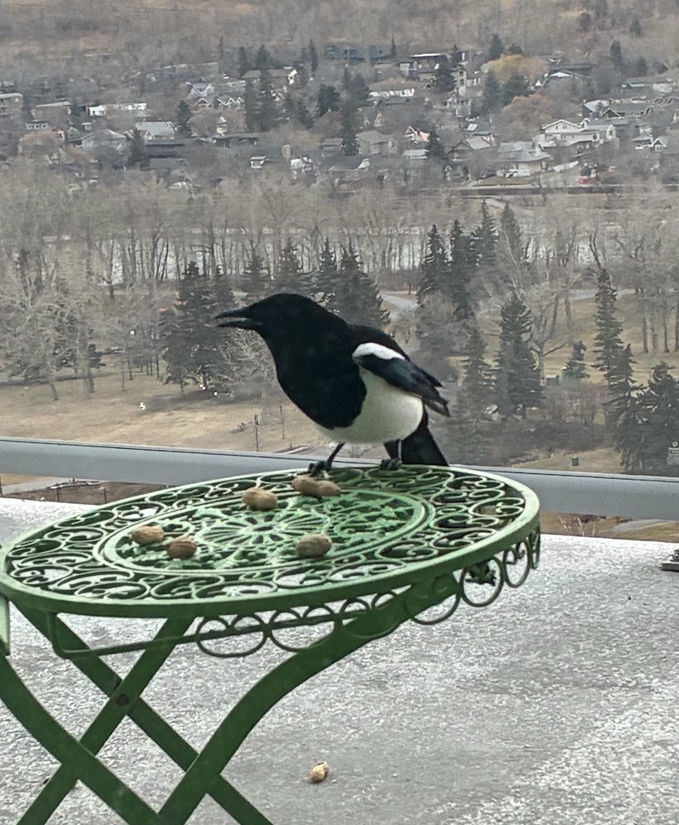 Black-billed Magpie - ML645137625