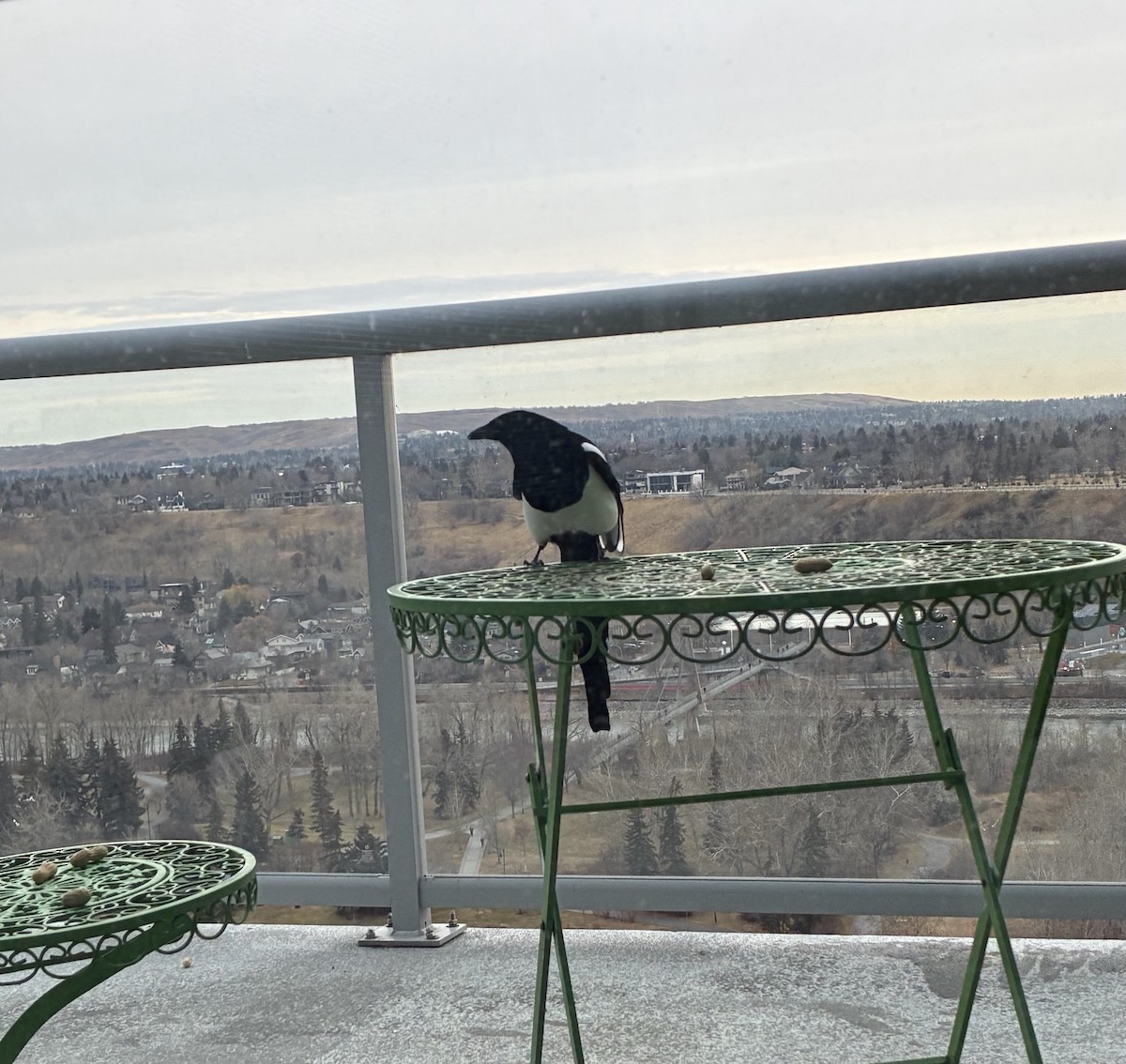 Black-billed Magpie - ML645137626