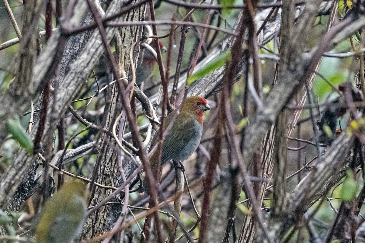 Rhododendrongimpel - ML645137645