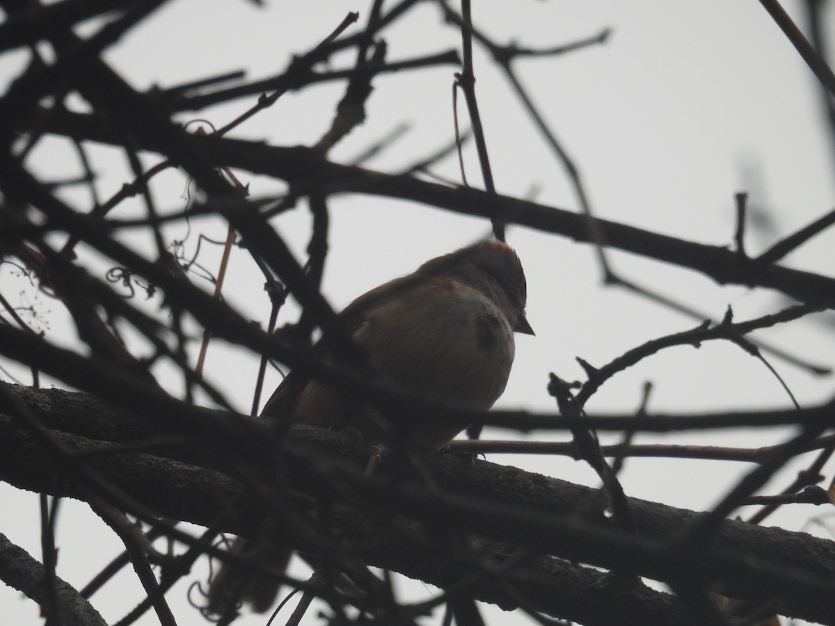 Пасовник північний - ML645137647