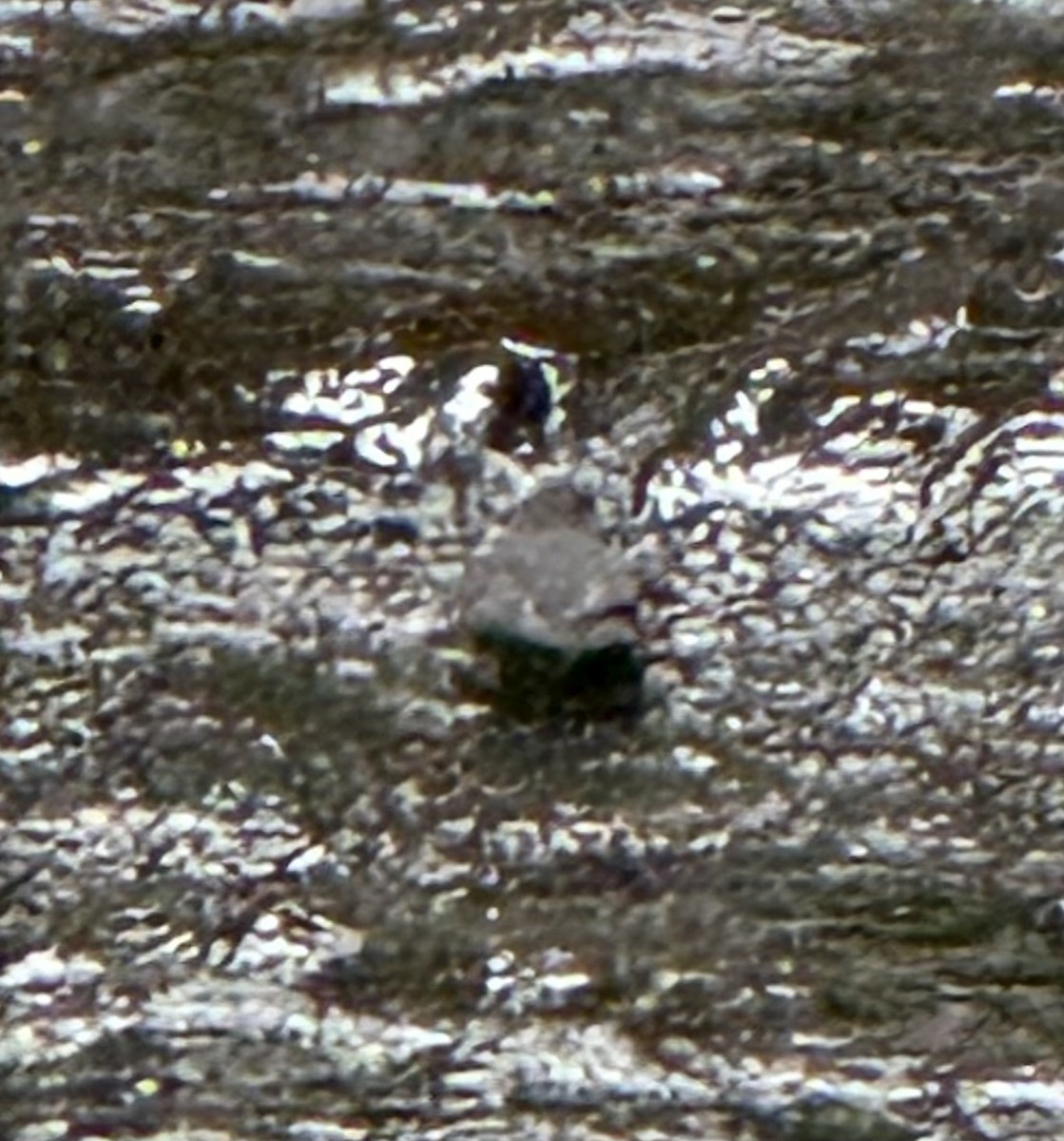 American Dipper - ML645137653