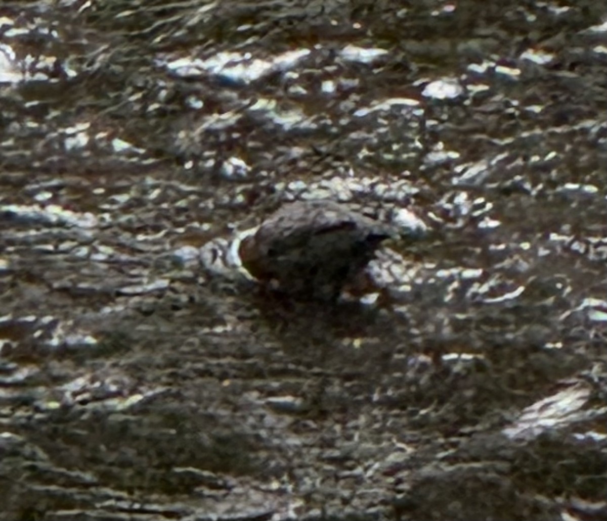 American Dipper - ML645137654