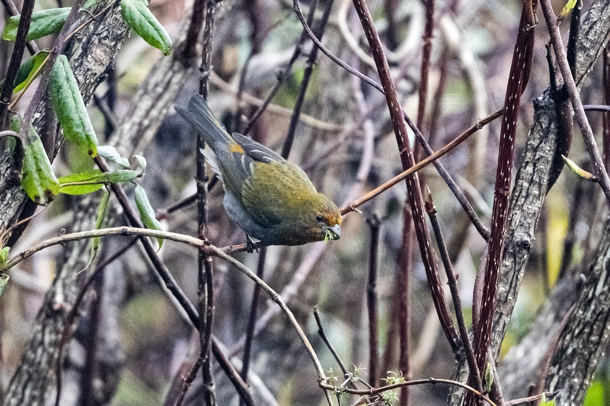 Rhododendrongimpel - ML645137673